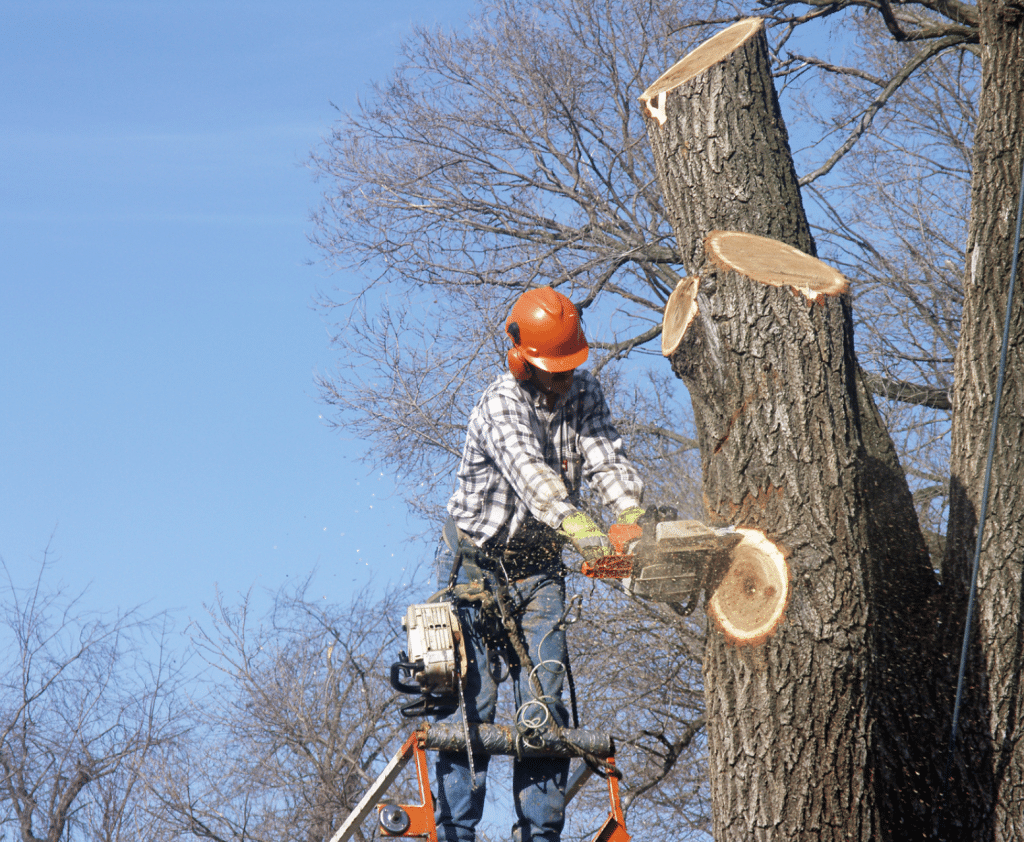 Palm Tree Trimming Services