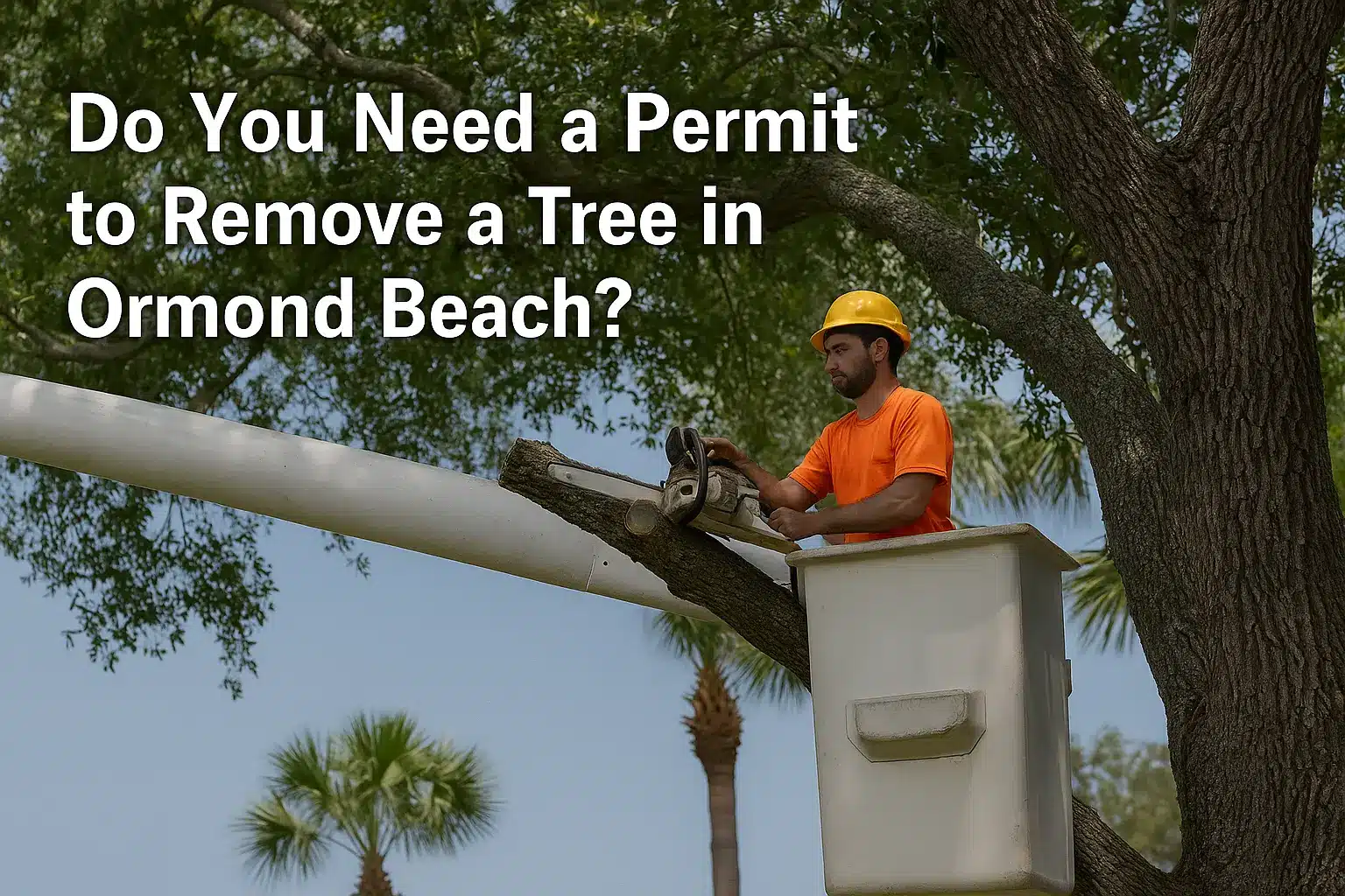 permit to remove a tree