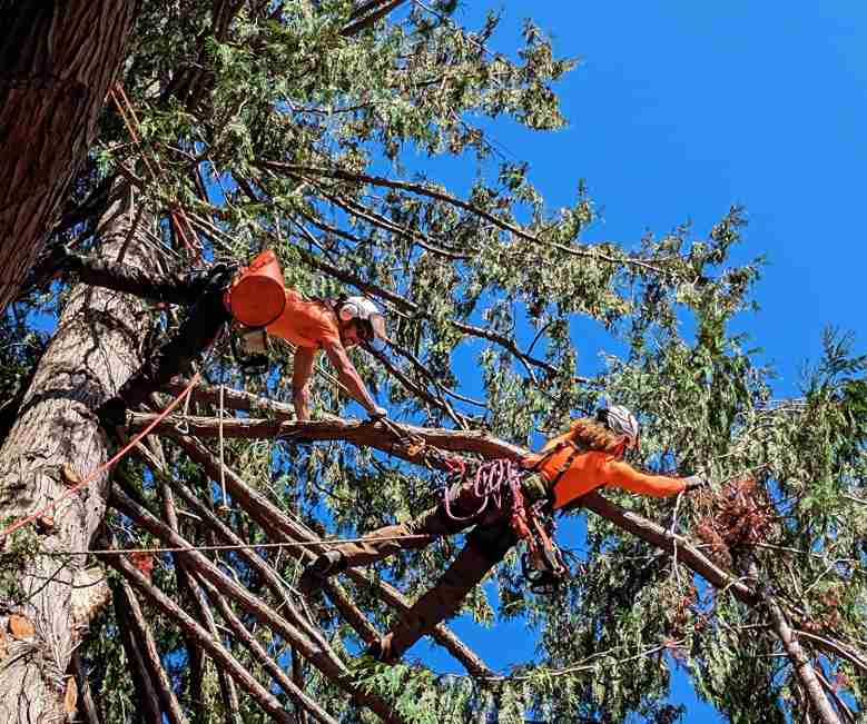 Tree Pruning