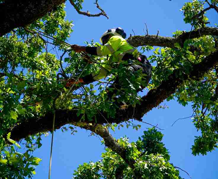 Tree trimming
