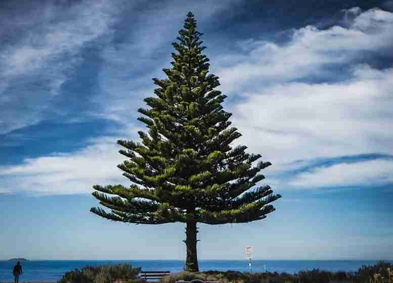 A tall pine tree with symmetrical branches standing near the ocean on a clear day, with blue sky and scattered clouds in the background.