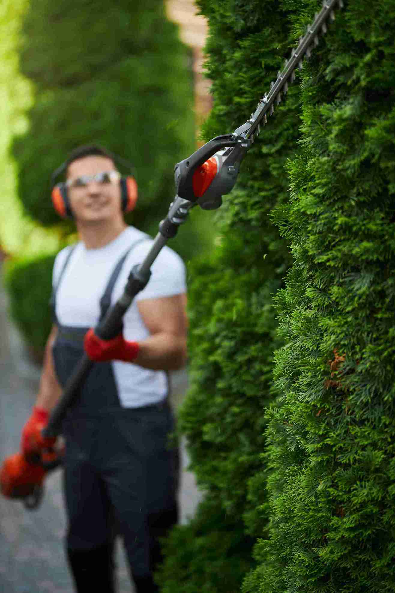 Worker using a hedge trimmer to shape bushes, showing the best time for trimming trees and bushes