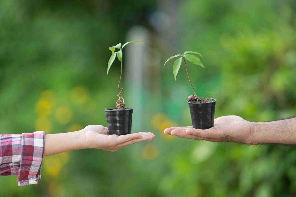 Two small potted plants being held in hands, showing growth results with plant growth regulators.