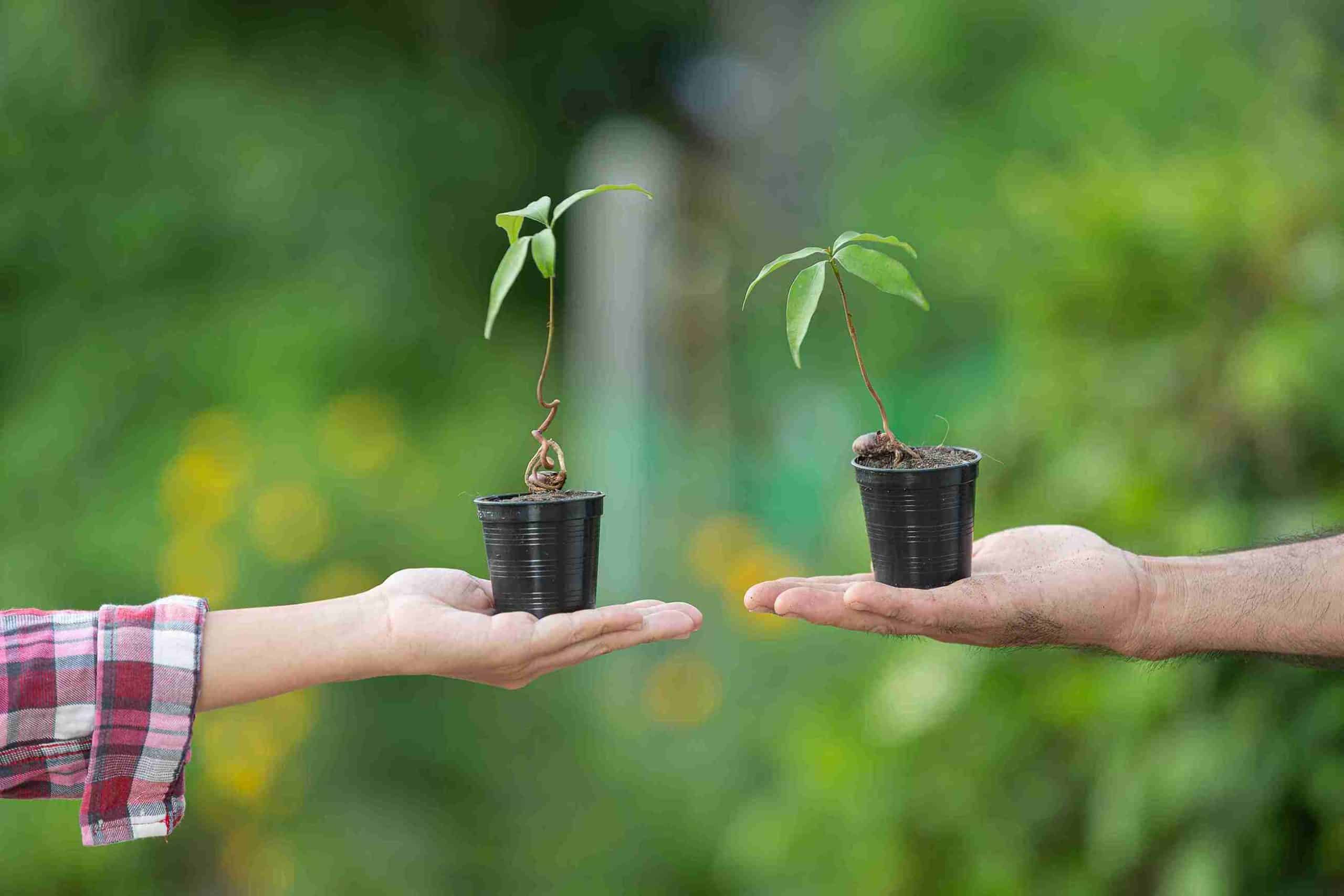 Two small potted plants being held in hands, showing growth results with plant growth regulators.