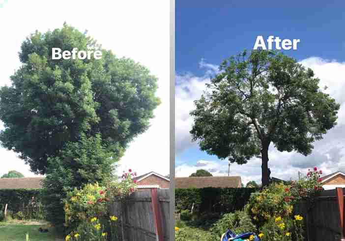 Before and after crown reduction showing a tall dense tree trimmed into a balanced healthy shape