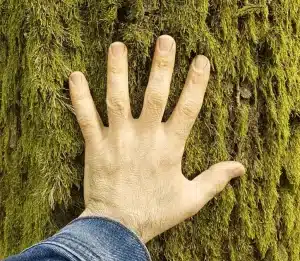 A hand touching moss growing on the bark of a tree