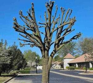 Tree severely topped with branches cut back to stubs, showing damage and weak regrowth risk