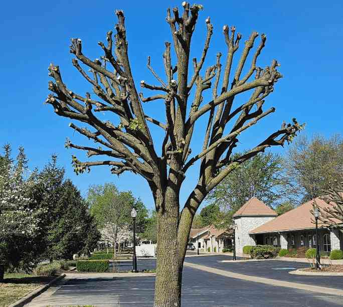 Tree severely topped with branches cut back to stubs, showing damage and weak regrowth risk
