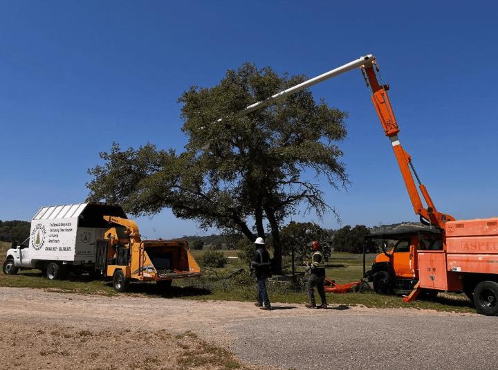 Professional arborists trimming an overgrown tree with a bucket truck and wood chipper for safe tree maintenance.