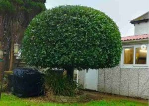 A neatly pruned, round-shaped tree in a backyard garden beside a house, showcasing tree shaping and topiary techniques for decorative landscaping.