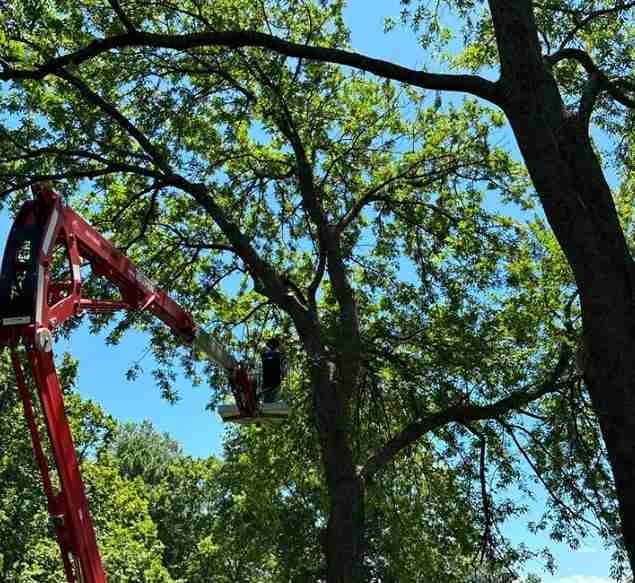 Arborist using lift to perform crown reduction on a large tree
