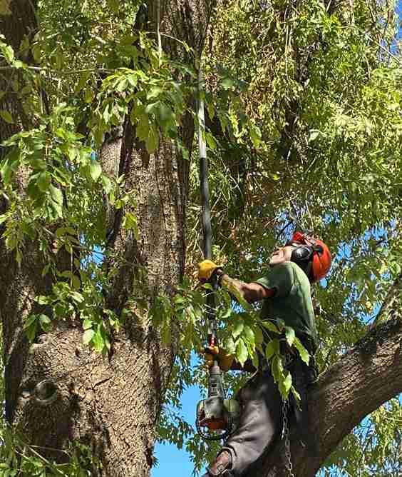Arborist wearing safety gear and helmet using a pole saw to trim high branches in a large tree on a sunny day, performing safe and professional tree trimming work.